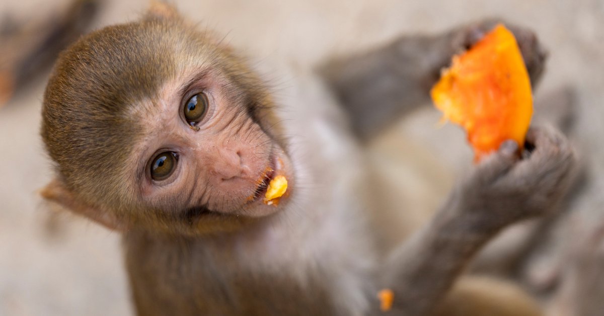Young macaque eating mango