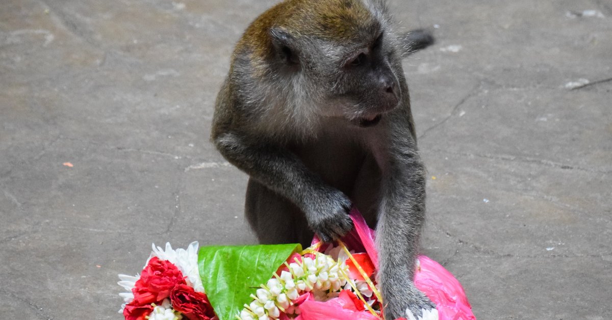 monkey stealing offerings