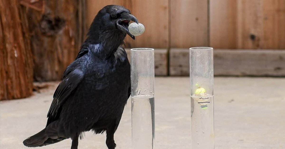 Clever black crow solving a water displacement puzzle with stones