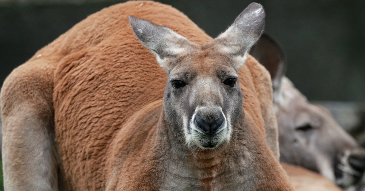 kangaroo flexing