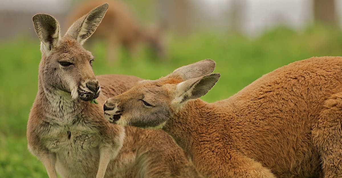 two cute kangaroos