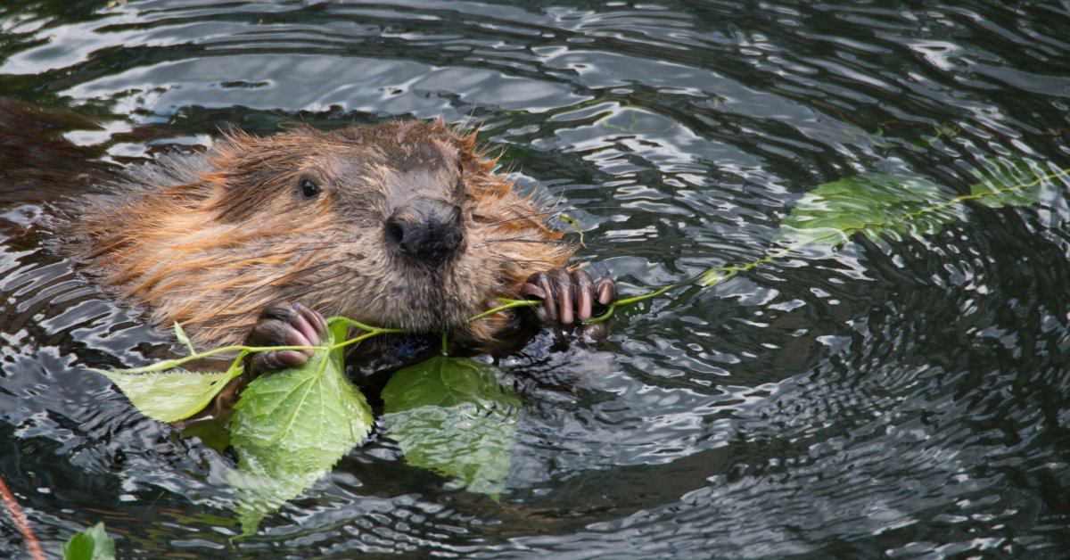 cute beaver