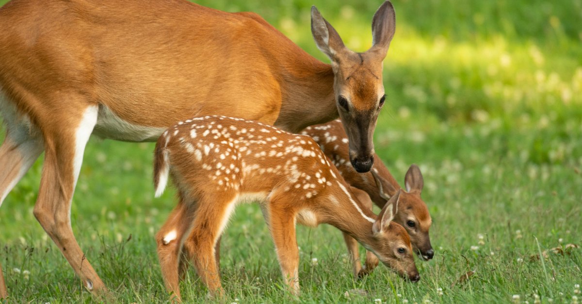 Deer and baby