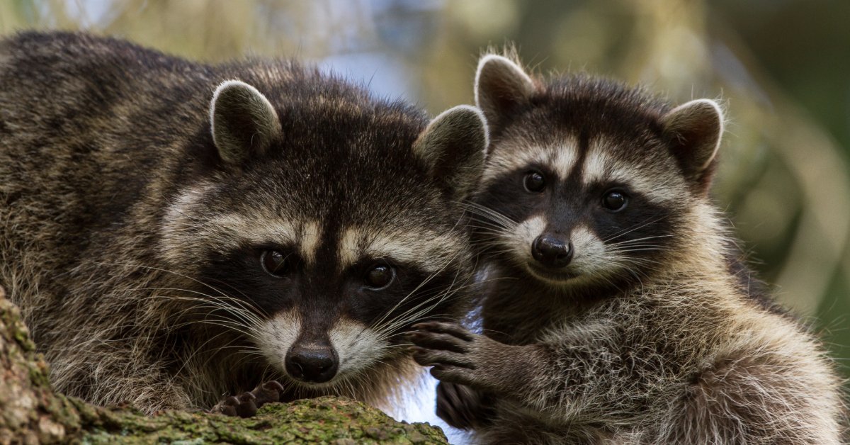 Two cute raccoons