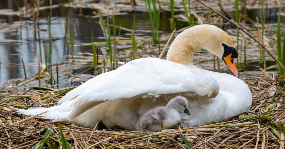 Swan and baby